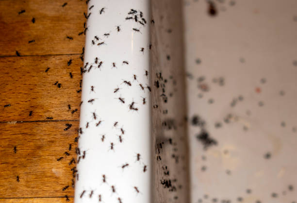 Best Emergency Pest Control  in Roselle, IL