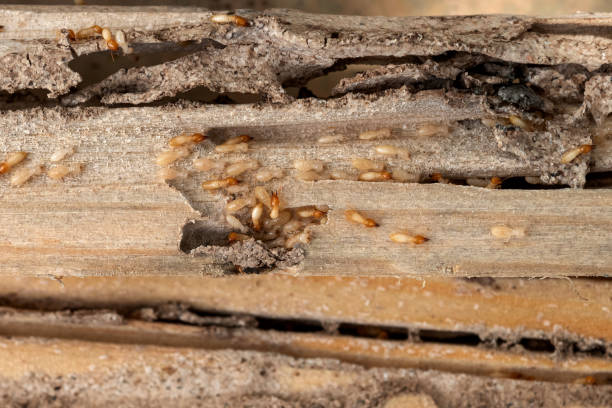 Best Best Pest Control Companies  in Roselle, IL