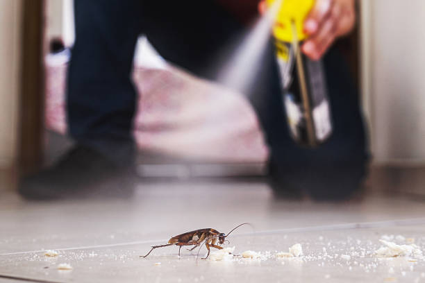 Best Rat Extermination Near Me  in Roselle, IL